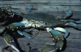 Leeches have suckers at both ends. Blue Crab Callinectes Sapidus