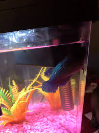 Why Is My Betta Staying On Top Of The Tank Hiding In The Corner My Aquarium Club