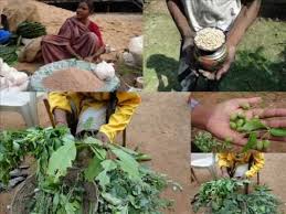 Image result for Balanites pedicellaris