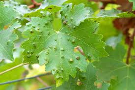 Maybe you would like to learn more about one of these? Plant Cell Defense Biology Online Tutorial