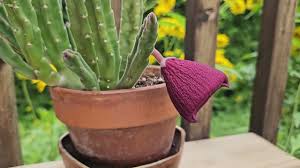Image result for Stapelia leendertziae