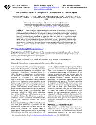 Image result for Chlorophytum stenopetalum