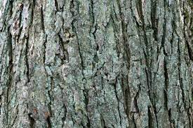 Doch ulme ist nicht gleich ulme. Bild Des Grossen Reifen Amerikanische Ulme Ulmus Americana Rinde Lizenzfreie Fotos Bilder Und Stock Fotografie Image 9273020