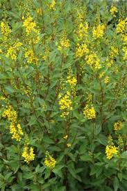 Maybe you would like to learn more about one of these? Plant Of The Month Thyralis