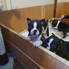 She is family raised and good with children. Adorable Boston Terrier Puppies For Sale Posts Facebook