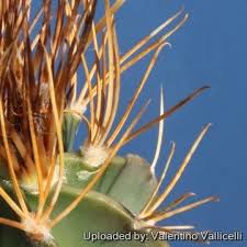 Image result for Biophytum crassipes