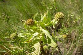 Image result for Sphaeranthus africanus