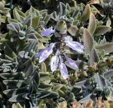 Image result for Mimulopsis runssorica