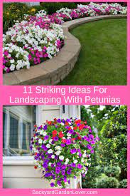 Landscaping With Petunias Flower Landscape Landscaping Tips Petunias