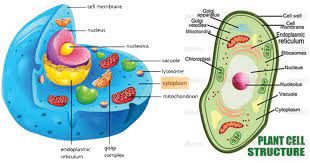 Maybe you would like to learn more about one of these? Cytoplasm Definition Structure Functions And Diagram