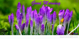 Purple Flower Good Morning Here you can find the most beautiful good morning images, pictures, photos here are 147+ beautiful good morning images, pictures, photos, pic in hd that has never been seen before and can not be found anywhere else on. purple flower good morning