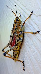 Pinterest Hellxamanda Beetle Insect Bugs And Insects Beautiful Bugs