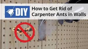 Do my own ranks 12 of 118 in pest control and services category. Diy And How To Videos For Pest Control Lawn And Animal Care Domyown Com