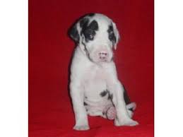 Two litters are due in march and april. Great Dane Puppies In Texas