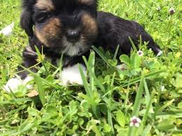 We flew to florida last monday to buy our puppy from micheline, she is an amazing women with the healthiest. Morkie Puppies Gorgeous Coats For Sale In Melbourne Florida Classified Americanlisted Com