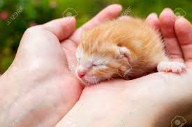Animal pet cat cute feline. Newborn Kitty In Girl S Hand New Born Baby Cat Red Kitty In Stock Photo Picture And Royalty Free Image Image 72780121