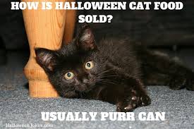Image result for Black Cat Halowenn Funny pic
