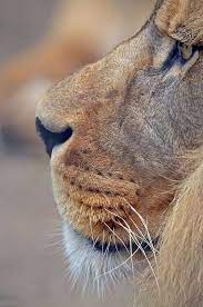 Pin By Sabon Home On Lions Tigers Panthers Leopards Cheetahs Cougars Puma Wild Cats Animals Animals Beautiful Animals Wild