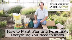 Image result for Alinula paradoxa