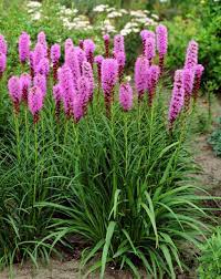 Blazing Star Garden Plants Liatris Perennials Flower Landscape