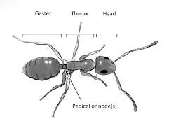 identifying household ants insects in the city