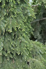 Deeper green needles and a narrowly upright, uniform habit distinguish this exceptional selection. Bruns Weeping Serbian Spruce 10m High X 3m Wide A Very Beautiful Slender Tree With Blue Green Foliage Slow Growin Plants Backyard Landscaping Plant Catalogs