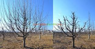 La pomii fructiferi aflati in plina rodire se urmareste normarea incarcaturii cu muguri floriferi in toamna se scurteaza radacinile pomilor batrani pentru a le prelungi viata. Pin On Gradina Pomi Fructiferi Flori