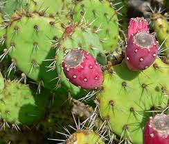 Sabras cactus fruit are commonly known as prickly pear, cactus pear, tuna, indian figs, barbary figs and nepal cactus throughout the world. Opuntia Littoralis Wikipedia