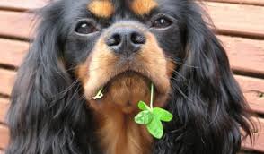 In general, the newfy is a relatively healthy dog breed. Cavalier King Charles Spaniel Club