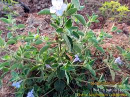 Image result for Ruellia patula