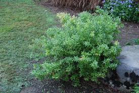 Image result for Agarista