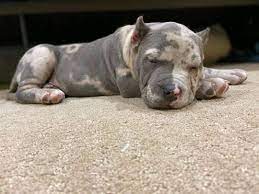 Purple tri female for sale. Merle Pitbull Puppies Xxl Pitbull Puppies For Sale Facebook