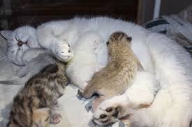 White Cat With Kittens What Dream Of A Cat With Kittens Basic Interpretations What Dreams Beautiful Or Evil Cat With Kittens