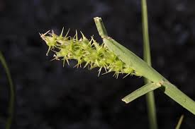 Image result for Cenchrus incertus