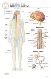 It consists of the brain, spinal cord and the retinas of the eyes. Buy 11 X 17 Post It Anatomical Chart Human Nervous System Online At Low Prices In India Amazon In