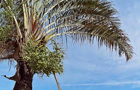 Image result for Dypsis