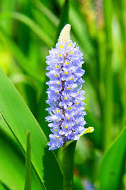 Image result for Pontederiaceae