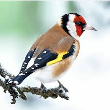 A V I A R I O J J Sur Instagram Jilguero Bird Jilguero Carduelis Ornitologia Valencia Espana Canary Birds Cagarner En 2020 Chardonneret Oiseaux Plein Air