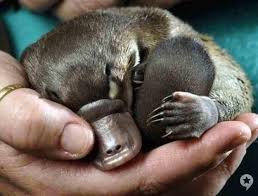 This iconic australian bush flower has been a symbol of the state since the early 1900s and represents the unique beauty of nsw's natural environment. Richard Mclellan Kaarnka Raven Crow Martu On Twitter The Platypus Is The State Emblem For New South Wales Pic Of Baby Platapi Via Awwcuteness Http T Co G7y21ktpvn