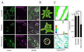 Check spelling or type a new query. Atp Sensing In Living Plant Cells Reveals Tissue Gradients And Stress Dynamics Of Energy Physiology Elife