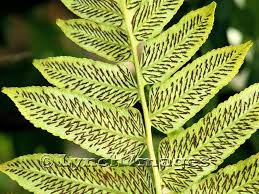 Image result for Diplazium