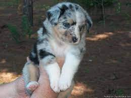 Australian shepherd and border collie. Australian Shepherd Puppies For Sale Price 375 500 For Sale In Bonifay Florida Best Pets Online