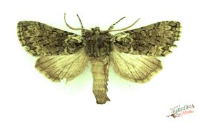 Image result for Polyploca ridens