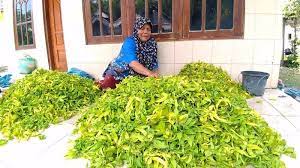 Tυlip putih melambangkan kepolosan, pengampυnan, dan kenangan. Melihat Desa Di Gresik Penghasil Dan Pemasok Bunga Kenanga