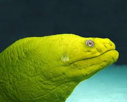 While Scuba Diving I Saw A Moray Eel He Was Beautiful And I Wanted To Touch Him Big No No Moray Eel Ocean Creatures Sea Creatures
