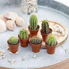 However, this plant actually represents loneliness. Cactus 13 Things To Know About Cactus Plants Cacti