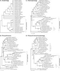Image result for Afrosciadium