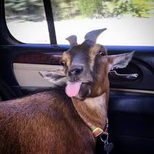 When she discovers how bad the league of super evil is she immediately tries to nanny each of them with timeouts, dresses, and a safety helmet for doktor frogg, who tricks her by claiming that she has cured them of evil and directs her towards elizabeth sergeant. The Battles On Instagram Nanny Nanny Boo Boo I M Off To See Some New Views Frankie