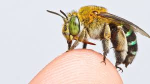 If the player is standing still and being followed by bees, the bees go toward the player, face the player, and rest on the ground. Global Map Of Bees Created In Conservation First Bbc News