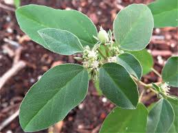 Image result for Croton polytrichus